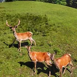 Berghof Haselsberger Sankt Johann in Tirol