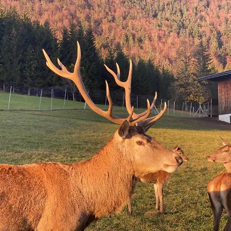 Berghof Haselsberger Pensjonat Sankt Johann in Tirol