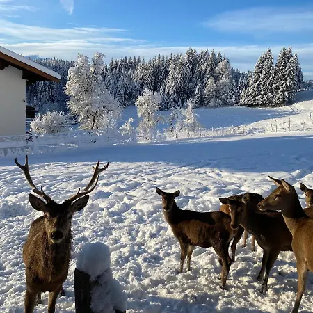 Berghof Haselsberger Sankt Johann in Tirol