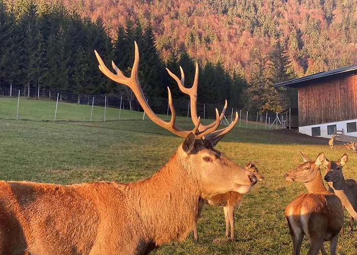 Berghof Haselsberger Gæstehus St. Johann in Tirol