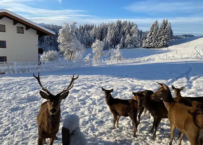 Berghof Haselsberger St. Johann in Tirol
