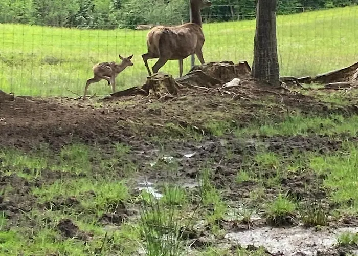 Berghof Haselsberger 3* St. Johann in Tirol