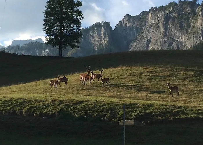 Gæstehus Berghof Haselsberger St. Johann in Tirol