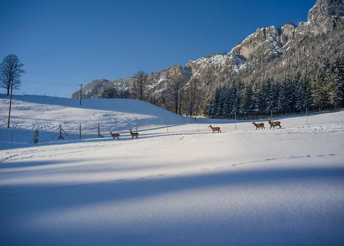 Berghof Haselsberger Gæstehus St. Johann in Tirol