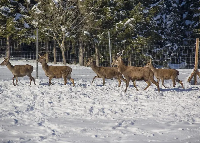 Berghof Haselsberger Gæstehus
