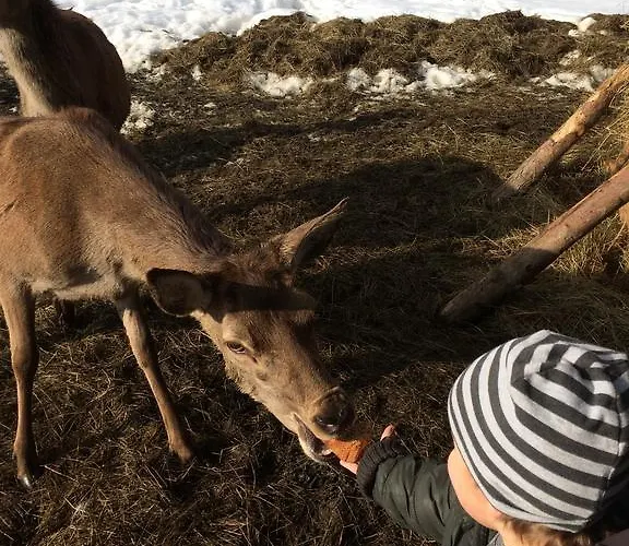 Berghof Haselsberger 3* St. Johann in Tirol