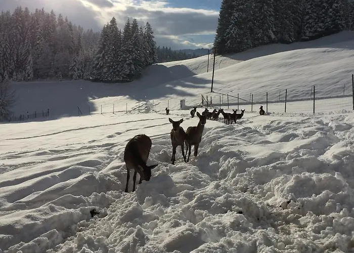Berghof Haselsberger 3*