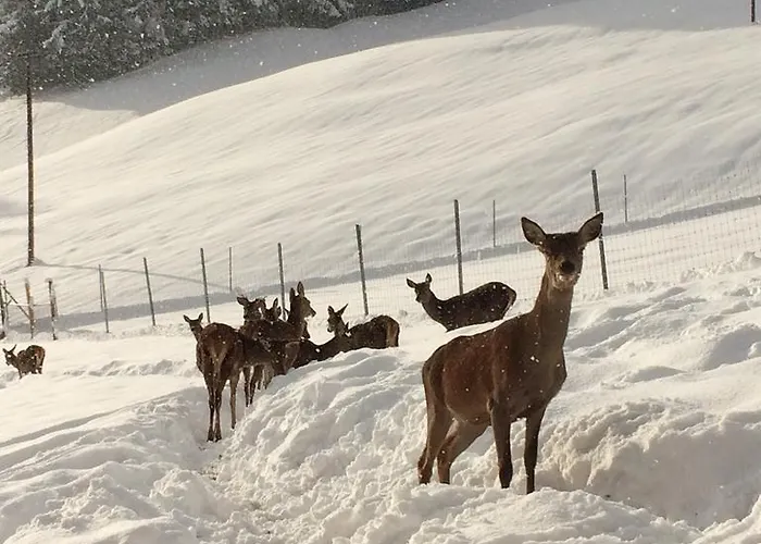 Berghof Haselsberger