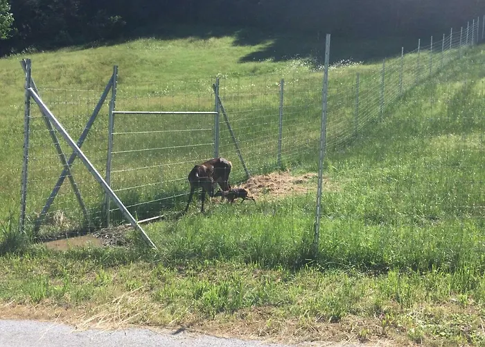 Gæstehus Berghof Haselsberger