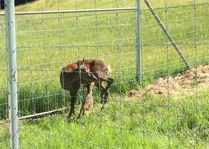 Berghof Haselsberger Gæstehus St. Johann in Tirol