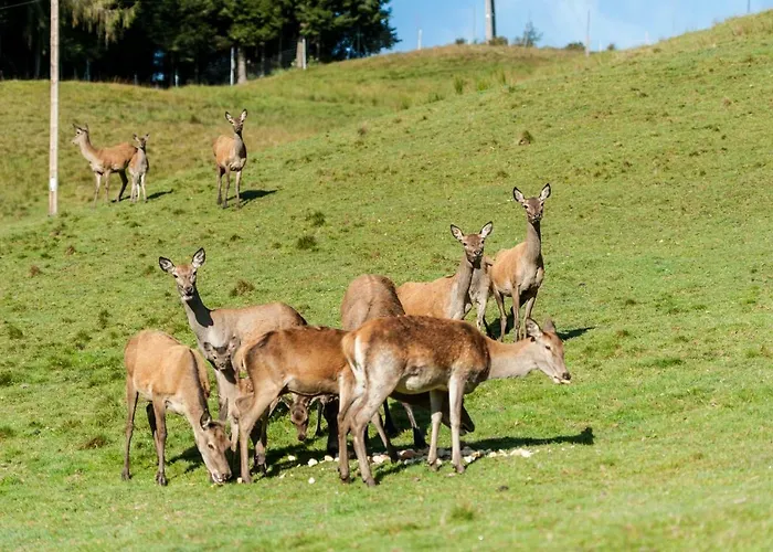Berghof Haselsberger 3*