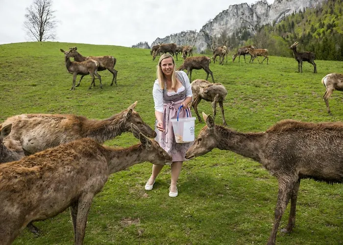 Berghof Haselsberger Gæstehus St. Johann in Tirol