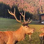 Berghof Haselsberger Pensjonat Sankt Johann in Tirol