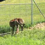 Berghof Haselsberger Pensjonat Sankt Johann in Tirol