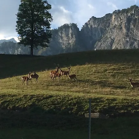 Pensión Berghof Haselsberger Sankt Johann in Tirol