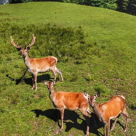 Berghof Haselsberger Sankt Johann in Tirol