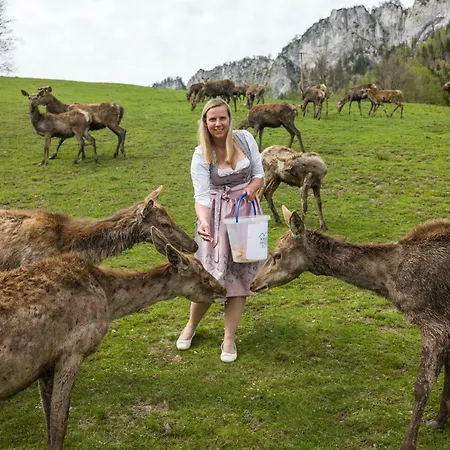 Berghof Haselsberger Penzion Sankt Johann in Tirol